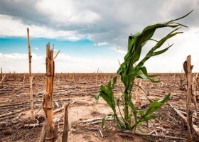 El Niño no arranca. Otra vez fallaron las lluvias en una amplia zona y los productores dicen que están agotados