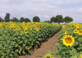 Girasol. La humedad impacta en la campaña del norte y se retrasa la siembra en áreas claves