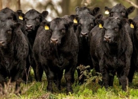 El novillo argentino pasó a ser uno de los más caros del mundo