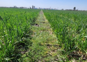 ProRindes muestra que el cultivo de trigo va camino a repetir otra mala campaña en algunas zonas productivas