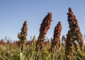 Finalizó la cosecha argentina de sorgo con un rendimiento promedio nacional de 29,6 qq/ha