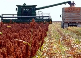 Culminó la cosecha de sorgo con 1 millón de toneladas  menos que el año pasado