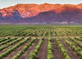 La industria olivícola argentina está experimentando un gran momento comercial gracias al incendio del precio internacional del aceite de oliva