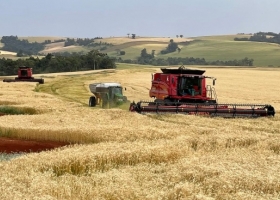 Brasil cosechará más trigo del esperado y ajusta a la baja las necesidades de importación del cereal