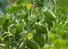 Productores de garbanzo deberán comenzar a declarar los cultivares sembrados para validar el origen legal de la semilla