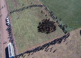 En el oeste bonaerense una empresa tiene la llave para producir carne con todo en campos bajos