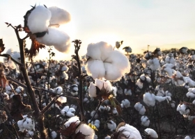 Grave obstáculo. Fuerte reclamo de las producciones que se quedaron afuera de la baja de retenciones de Massa