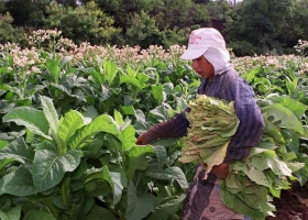 Inexplicable. Productores tabacaleros advierten que más de 13.000 empleos están en riesgo por la falta de pago de un impuesto