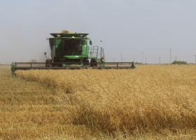 Las lluvias aún no alcanzan y el trigo ya viene con 600.000 toneladas menos