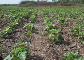 Advierten por una fuerte demora en la siembra de girasol