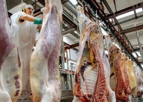 Preocupación. Se desaceleró la faena de hacienda y los frigoríficos acortan su trabajo semanal