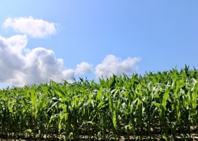 Con una demora de dos semanas: el Gobierno presentó el instructivo para pedir la entrega de urea