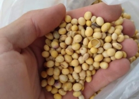 Ya está disponible el mapa nacional del poder germinativo de la soja 2023 y muestra que el daño provocado por el desastre climático no es tan dramático