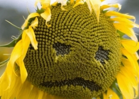 El Niño se hace esperar: Ajustan la superficie prevista de girasol argentino a causa de la falta de humedad