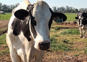 La vaca que está sola y espera: Massa anunció medidas por la crisis lechera, pero todavía no hay detalles ni garantías de que vayan a aplicarse.