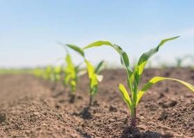 Financiarse en pesos, la mejor alternativa para comprar los insumos agrícolas 2023/24