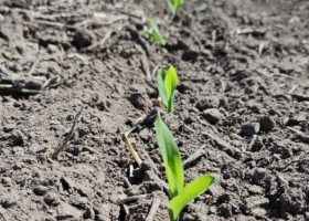 De tanto esperar al Niño ya ingresó a la facultad: Otro recorte al área de girasol y la siembra de maíz temprano comprometida