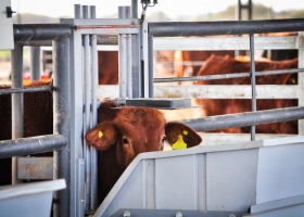 Se viene un desierto. Alertan que se desplomó la importación de insumos críticos para vacas, aves y perros