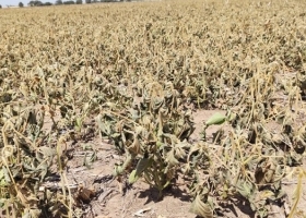 La sequía no da tregua. La Comisión de Enlace Córdoba le pidió a Sergio Massa la urgente homologación de la emergencia agropecuaria