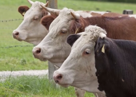 Alerta roja. Se detectó una faena de vacas similar a uno de los peores momentos en el país