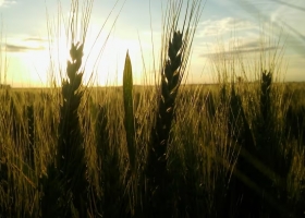 La caída de la producción de trigo en Australia podría brindarle una chance de repunte a los precios del cereal