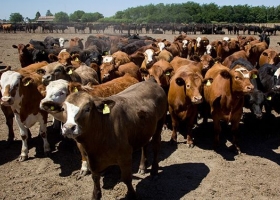 Crónicas robadas: El INTA alertó que el 52% de las vacas de la Cuenca del Salado posee un estado corporal simular al registrado durante la seca de 2008/09.
