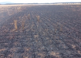 “Zona liberada”: un impresionante incendio arrasó un campo y dejó millonarias pérdidas