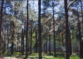 Desde INTA impulsan la conservación de recursos genéticos para la producción de resina