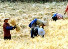 China firmó las reglas sanitarias para que la Argentina le pueda exportar trigo. Será posible hacer ese negocio