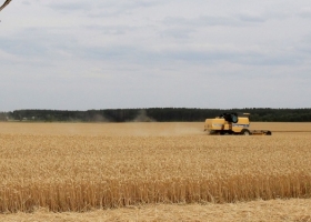 Ya ingresaron al mercado argentino más de 500.000 toneladas de la nueva cosecha de trigo y muchos lo están haciendo caja