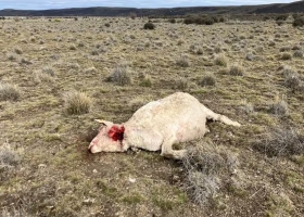 La silenciosa batalla que los guanacos y los pumas les están ganando a las ovejas