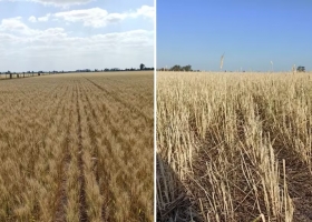 Chau cosecha a 10 días decisivos, el granizo arrasó en una región agrícola