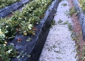 Nunca se vio tan grande. Se perdieron 1,4 millones de kilos de frutillas por un devastador granizo