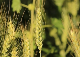 Las heladas podrían impactar en la proyección de cosecha de cebada