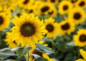 CARBAP busca transparentar la comercialización del Girasol