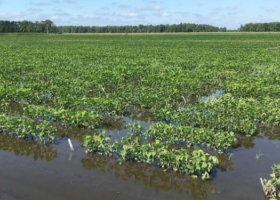 EE.UU Investigadores del USDA lograron desarrollar un cultivar de soja tolerante a anegamientos