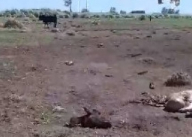 Tierra de nadie. Entraron a su campo y le mataron a tiros siete vacas