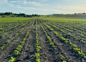 La soja argentina ganó 200.000 hectáreas que resignó el maíz temprano por falta de humedad
