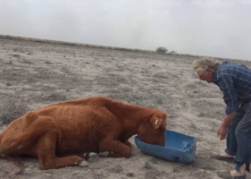 “Vivimos en un desierto”: la región bonaerense que se transformó en un paisaje nunca visto