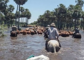 Por la crecida del río, en Santa Fe sacaron de urgencia a miles de vacas que estaban en las islas