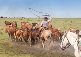 Evitar que se desmadre aumentan los casos del temible virus que afecta a los caballos y puede llegar hasta los humanos