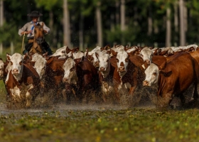 En 6000 hectáreas una empresa combina forestación con vacas y exporta a Estados Unidos