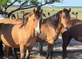 Angustia, desesperación por las vacunas y dolor por los caballos que se mueren por un peligroso virus