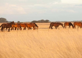 Encefalomielitis equina entregarán unas 300.000 vacunas en las próximas semanas