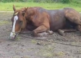 Córdoba y Buenos Aires. Se confirmaron dos nuevos brotes de encefalomielitis equina en Argentina
