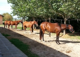 A cruzar los dedos y rezar que no te caiga avanza sin control el virus peligroso y mortal que ataca a los caballos