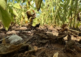 En Mato Grosso ya comienzan a ajustar a la baja las expectativas de cosecha de soja y maíz por los inconvenientes climáticos