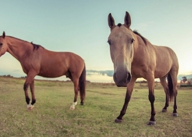 Encefalomielitis equina. Ocho provincias afectadas, 426 brotes positivos y 58 caballos muertos por la enfermedad