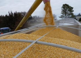 El Niño no se porta bien en Brasil y puede ser una buena noticia para el maíz tardío argentino