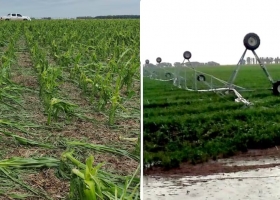 Fue muy fuerte. Una devastadora tormenta arrasó con miles de hectáreas de cultivos